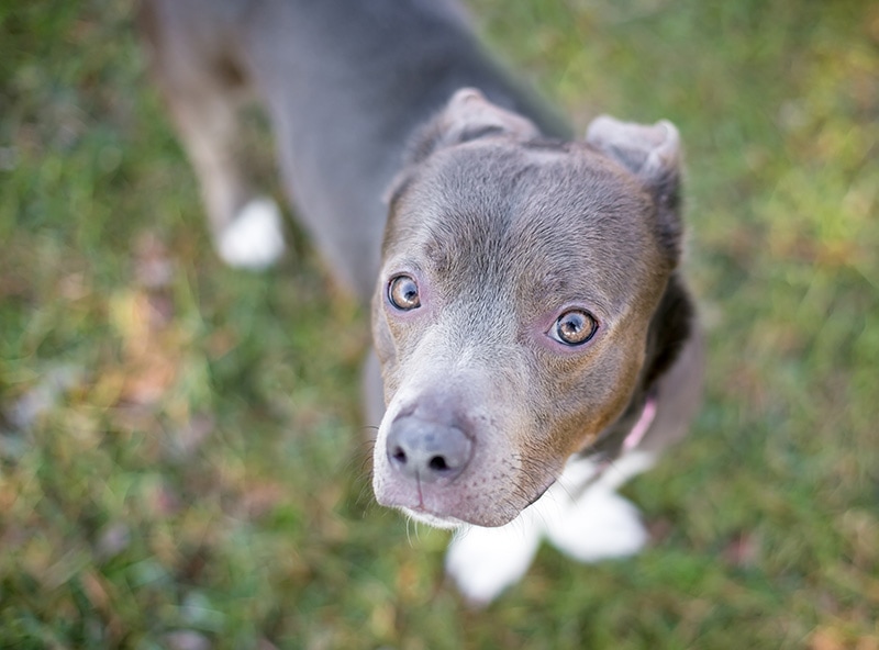 pitbull dog looking up with ears back