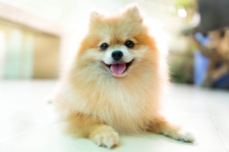 Why Do Dogs Do “Puppy Eyes?” 5 Possible Reasons