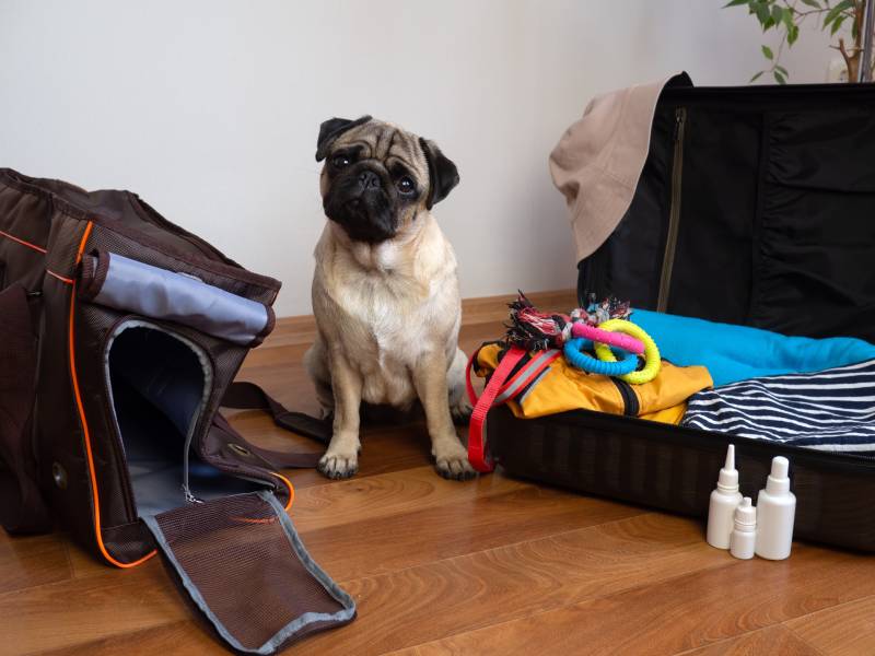 What to Pack for Dog Boarding: 9 Essential Supplies
