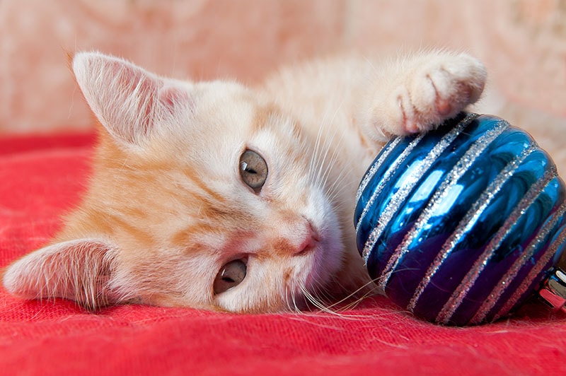 red kitten put one paw on blue Christmas ball