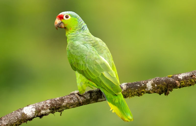 How Long Do Parrots Live: Average Lifespan, Data & Care