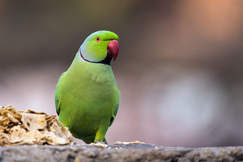 Rose-Ringed Parakeet: Pictures, Personality, Food & Care Guide