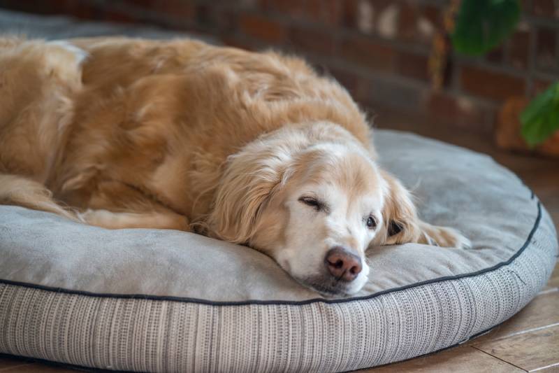 Does Parvovirus Affect Older Dogs? Vet Approved Facts & FAQ