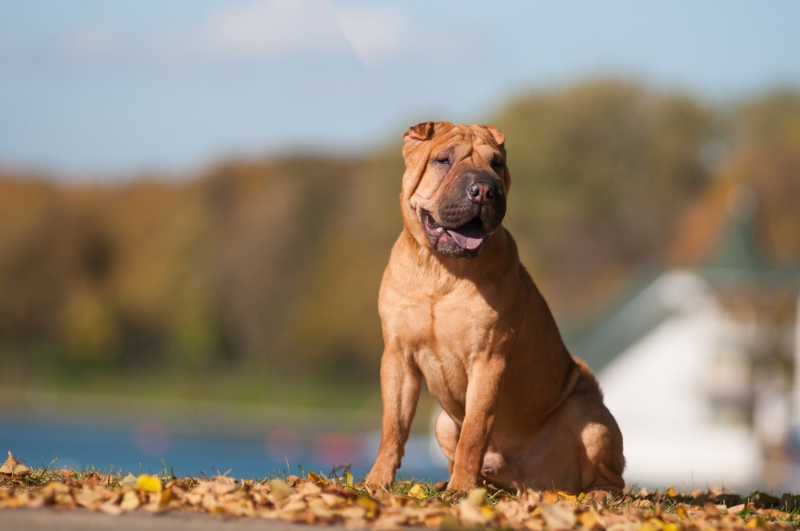 How Big Does a Shar-Pei Get? Average Weight & Growth Chart