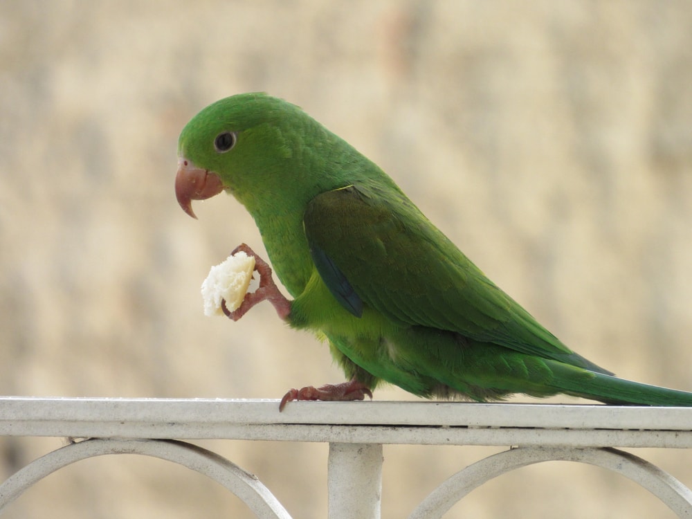 Plain Parakeet: Pictures, Info, Food & Care Guide