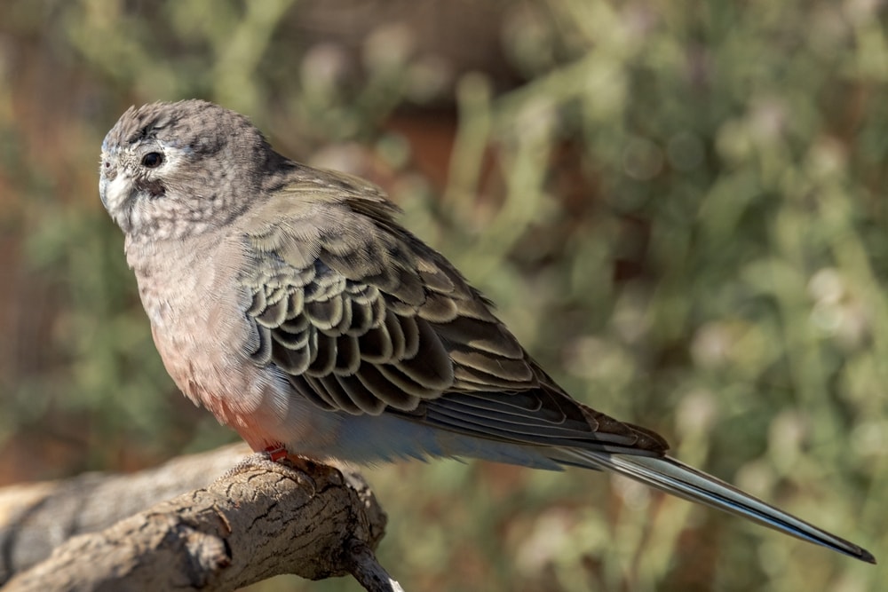 Bourke Parakeet: Pictures, Personality, Food & Care Guide