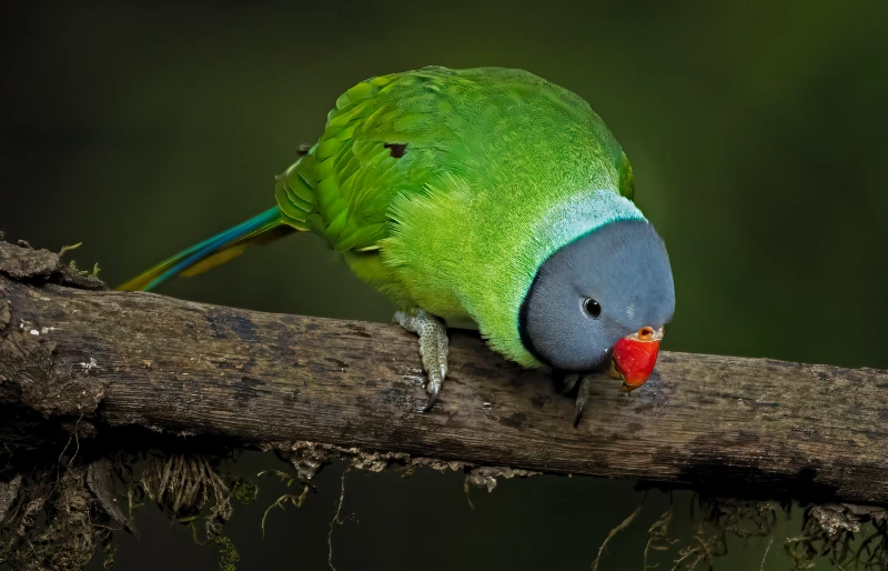 slaty Headed Parakeet bird perched on a tree branch