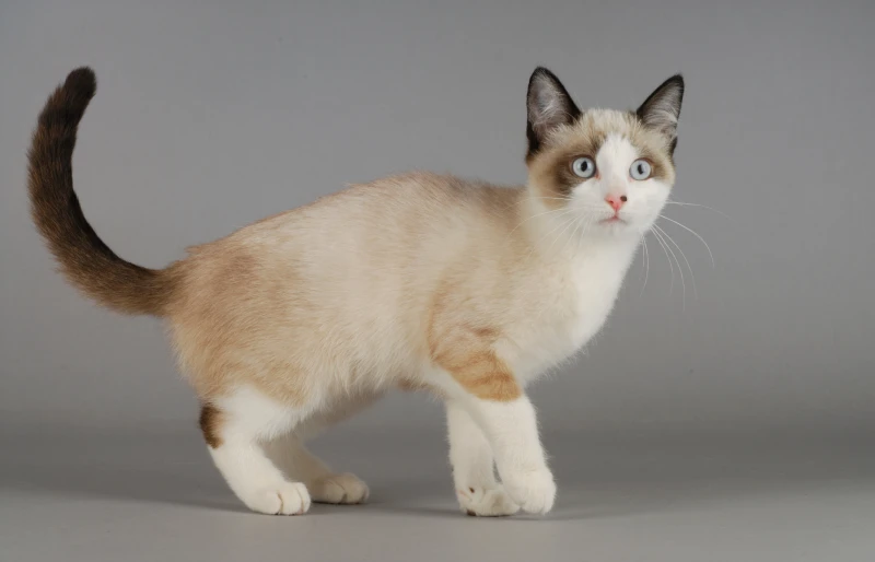 10 Surprising Snowshoe Cat Vet-Reviewed Facts
