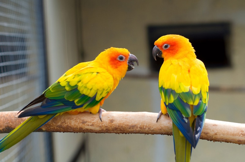 Why Are My Parakeets Fighting? 10 Common Causes