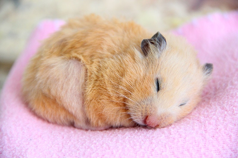 How Long Do Hamsters Sleep? Vet Approved Facts & Care Tips