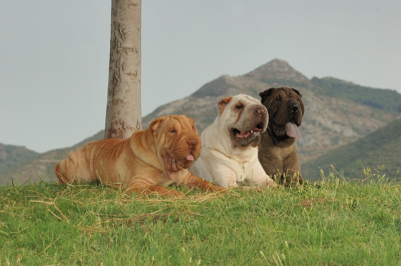 21 Shar Pei Colors (With Pictures)