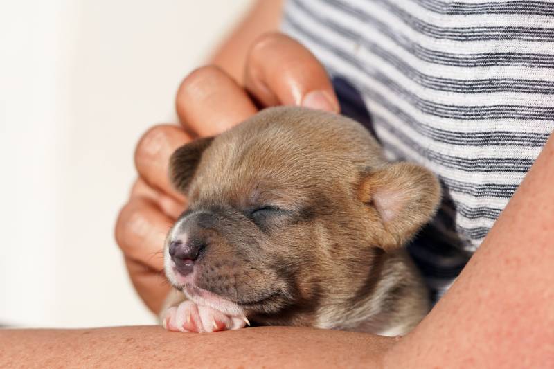 When Do Puppies Open Their Eyes? Vet-Verified Facts & FAQ