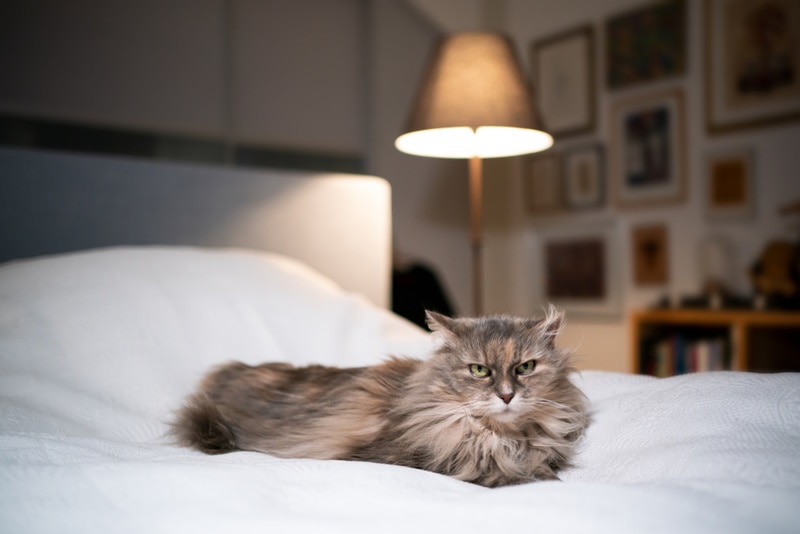 Are Heat Lamps Safe for Cats? Vet Approved Facts, Safety Guide & FAQ