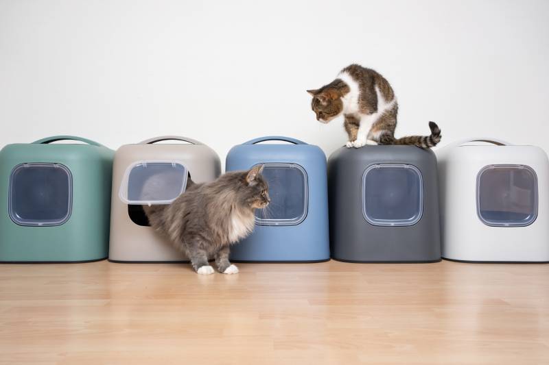 two cats playing around the litterboxes
