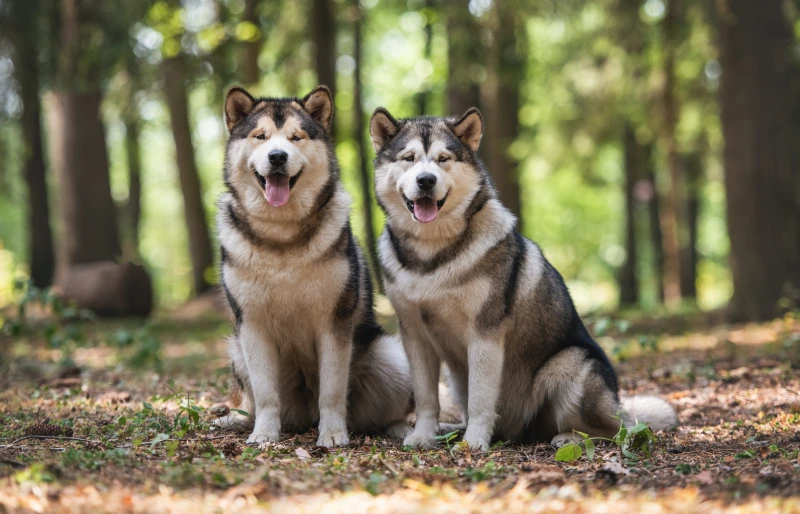 23 Alaskan Malamute Mixed Breeds: Info, Pictures & Facts