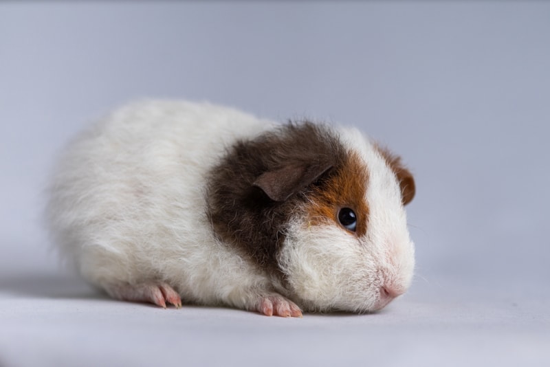 Teddy Guinea Pig: Pictures, Lifespan, Behavior, & Care Guide