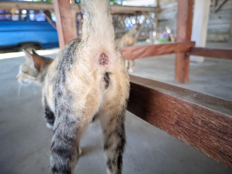Do Cats Have a Clitoris? Vet-Reviewed Reproductive Anatomy