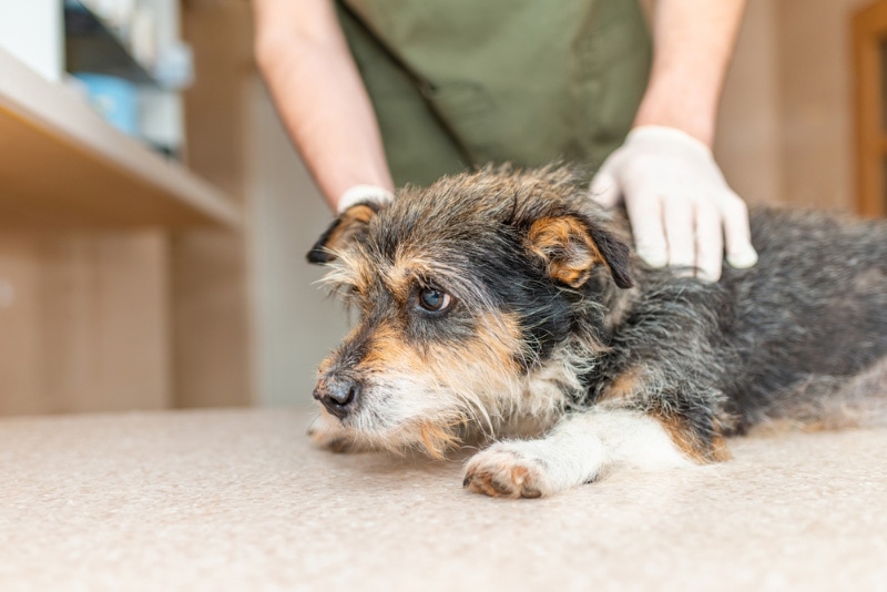 Dog Bitten by a Rat? Our Vet Explains What to Do Now