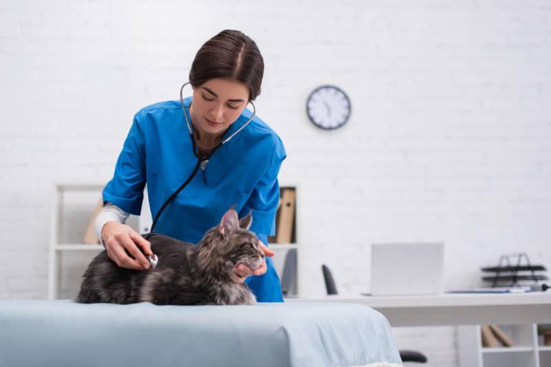 Osteomyelitis in Cats: Our Vet Explains Signs, Prevention & Treatment