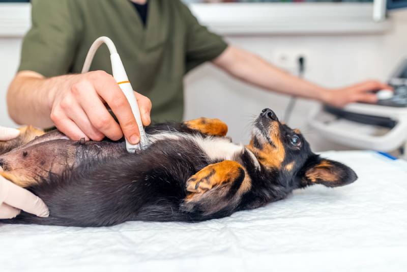 How Long Will It Take My Dog to Recover From Stomach Surgery? Our Vet Answers