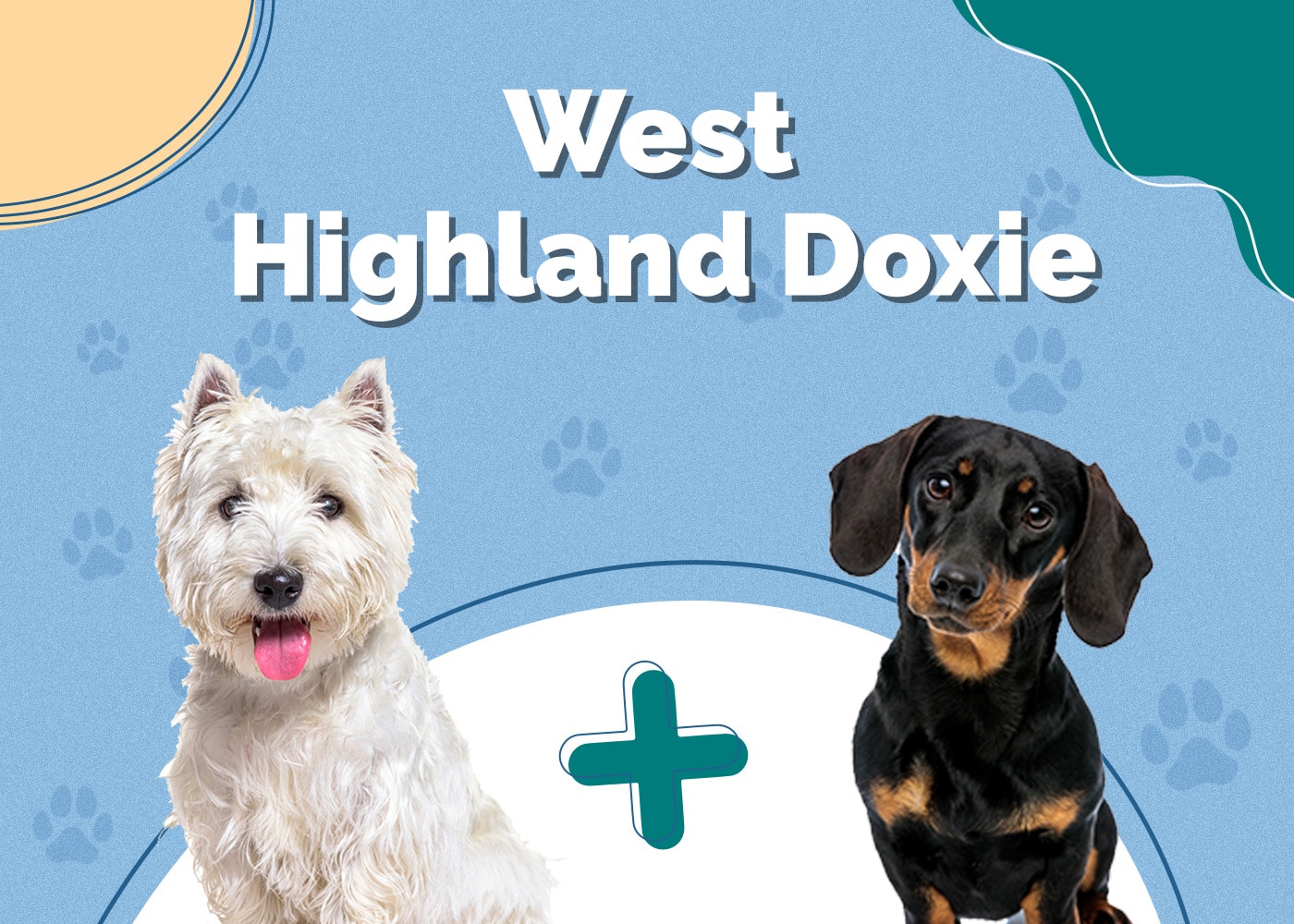 West Highland Doxie (Westie & Dachshund Mix): Pictures, Care Guide, Temperament & Traits
