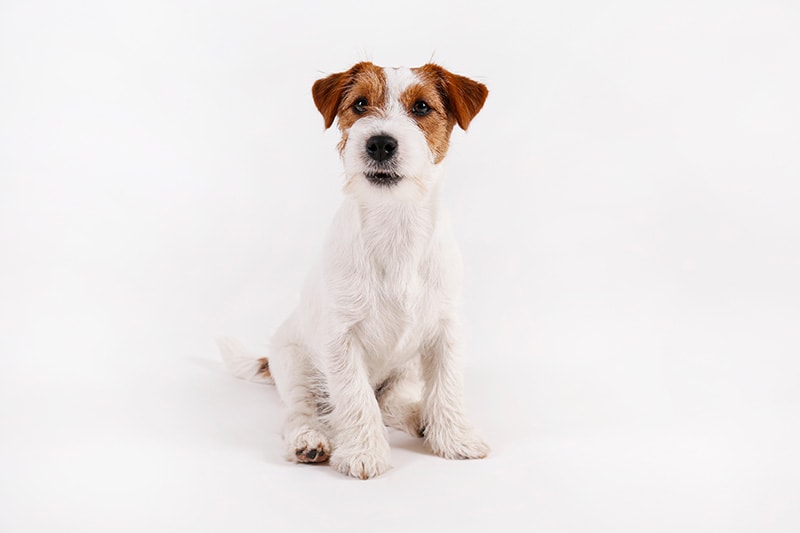 Wire Hair Jack Russell Terrier: Facts, History & Origin (With Pictures)