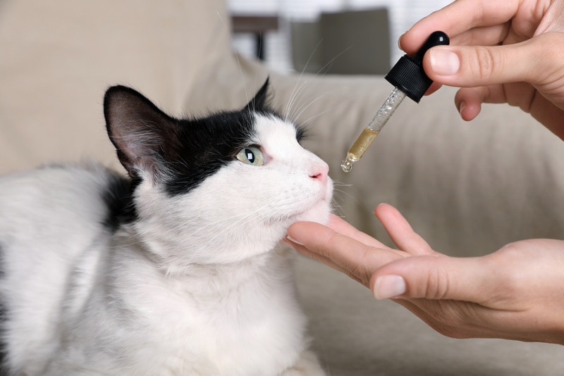 8 Best Cat Laxatives - 2026 Reviews & Top Picks