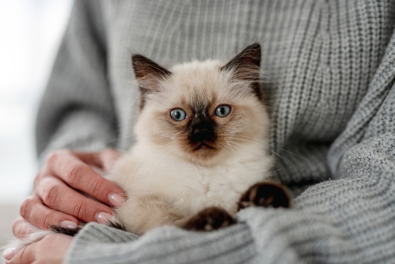 Should I Get Another Kitten for My Cat? Things to Consider