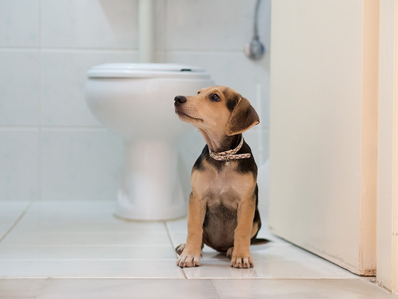 Why Does Your Dog Follow You to the Bathroom? 7 Potential Reasons