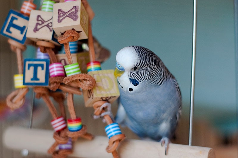 8 DIY Parakeet Toys You Can Make Today (With Videos)
