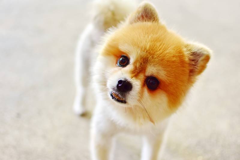 7 Noises Only Dogs Can Hear (Vet-Approved)