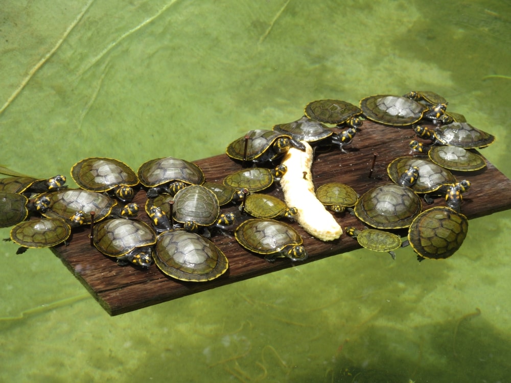 What Do Baby Turtles Eat as Pets? Vet-Approved Options & FAQ