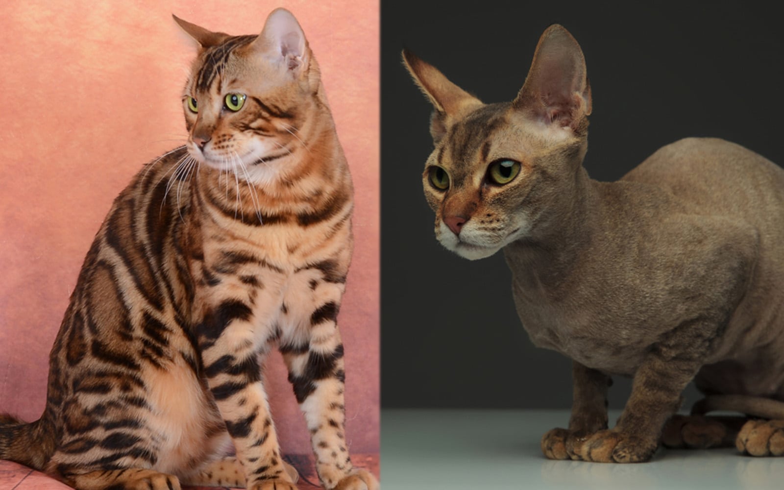 Bramble Cat: Pictures, Info, Care Guide & More