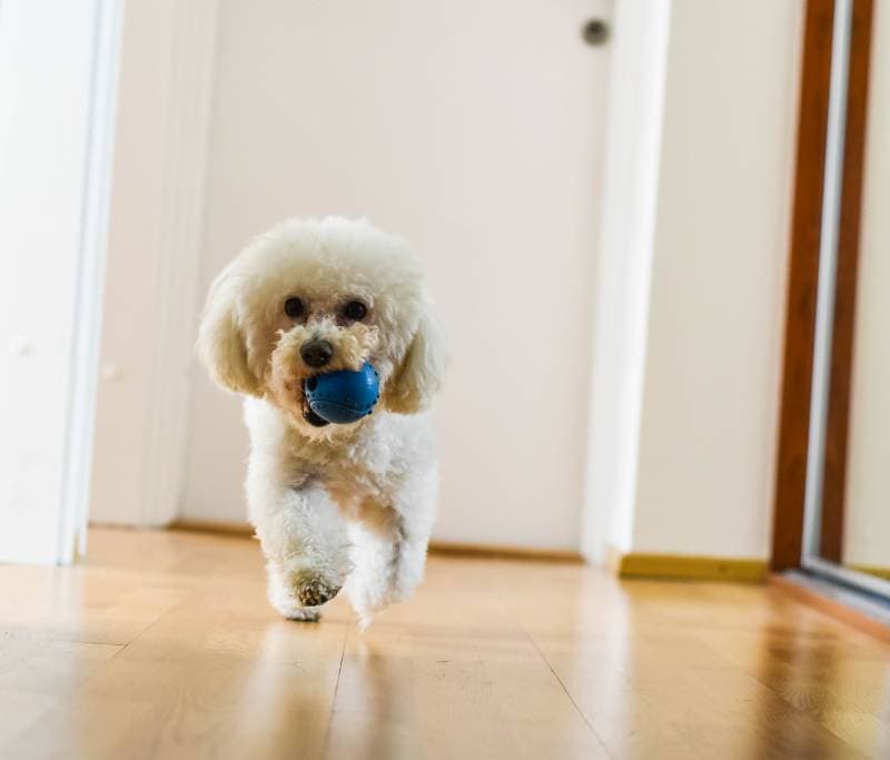 Bichon Frise dog bringing his toy to his owner
