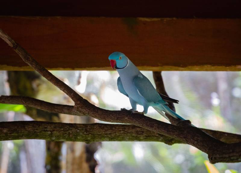 Are Parakeets Messy? Vet-Approved Bird Habits & Behavior Explanation