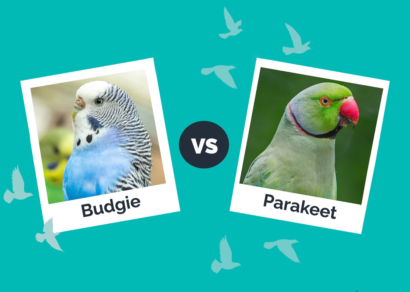 Budgie vs. Parakeet: Vet Reviewed Differences (With Pictures)