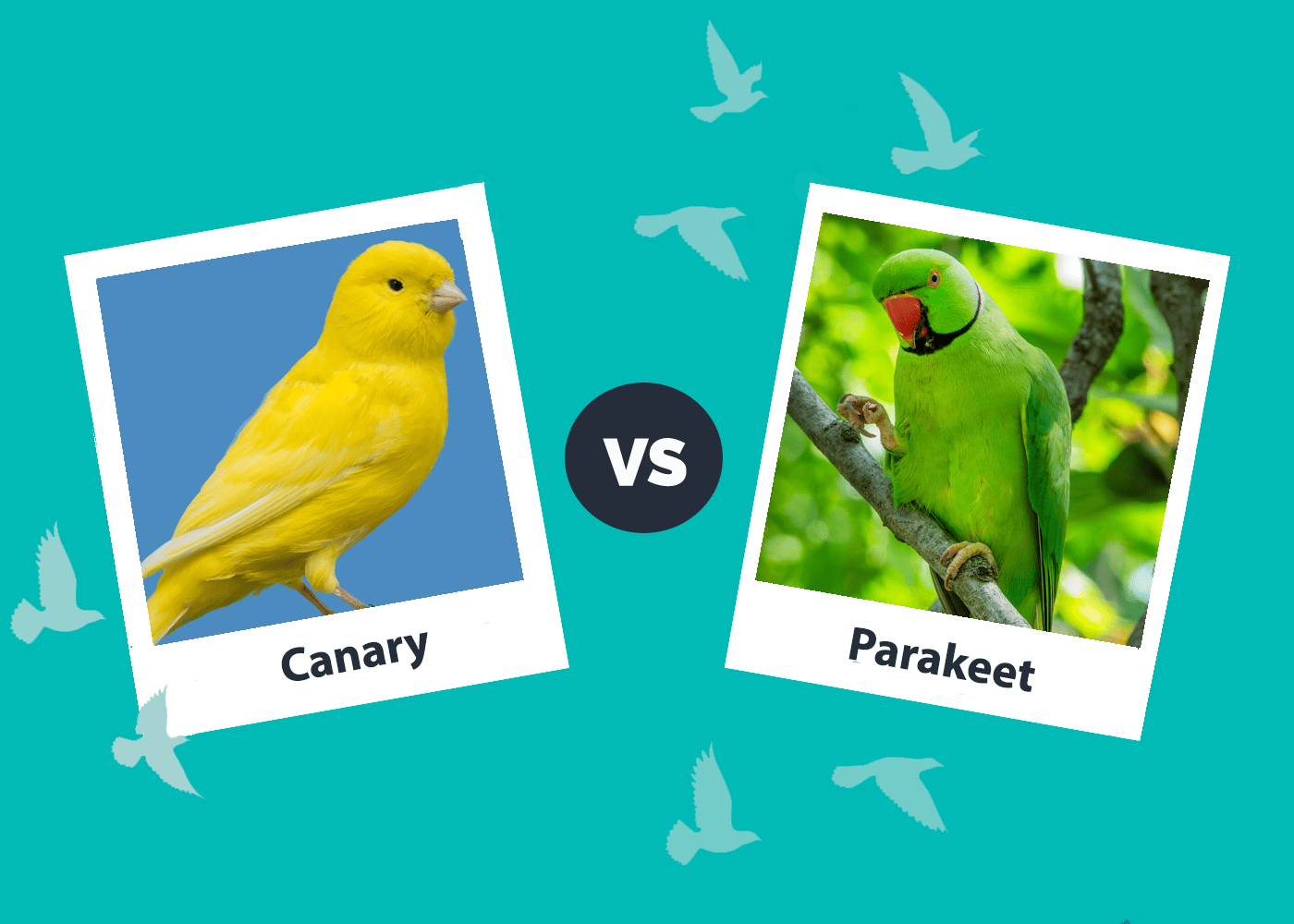 Canary vs. Parakeet: Vet-Reviewed Differences (With Pictures)