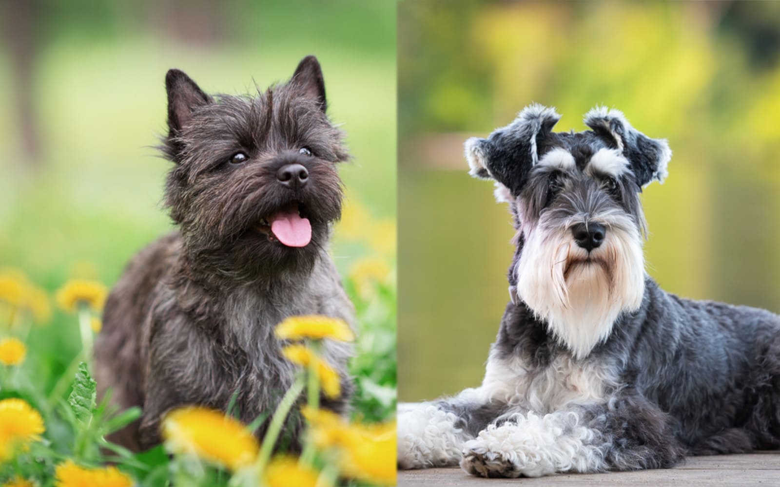 Carnauzer (Cairn Terrier Schnauzer Mix): Info, Pictures, Care Guide, Temperament & Traits