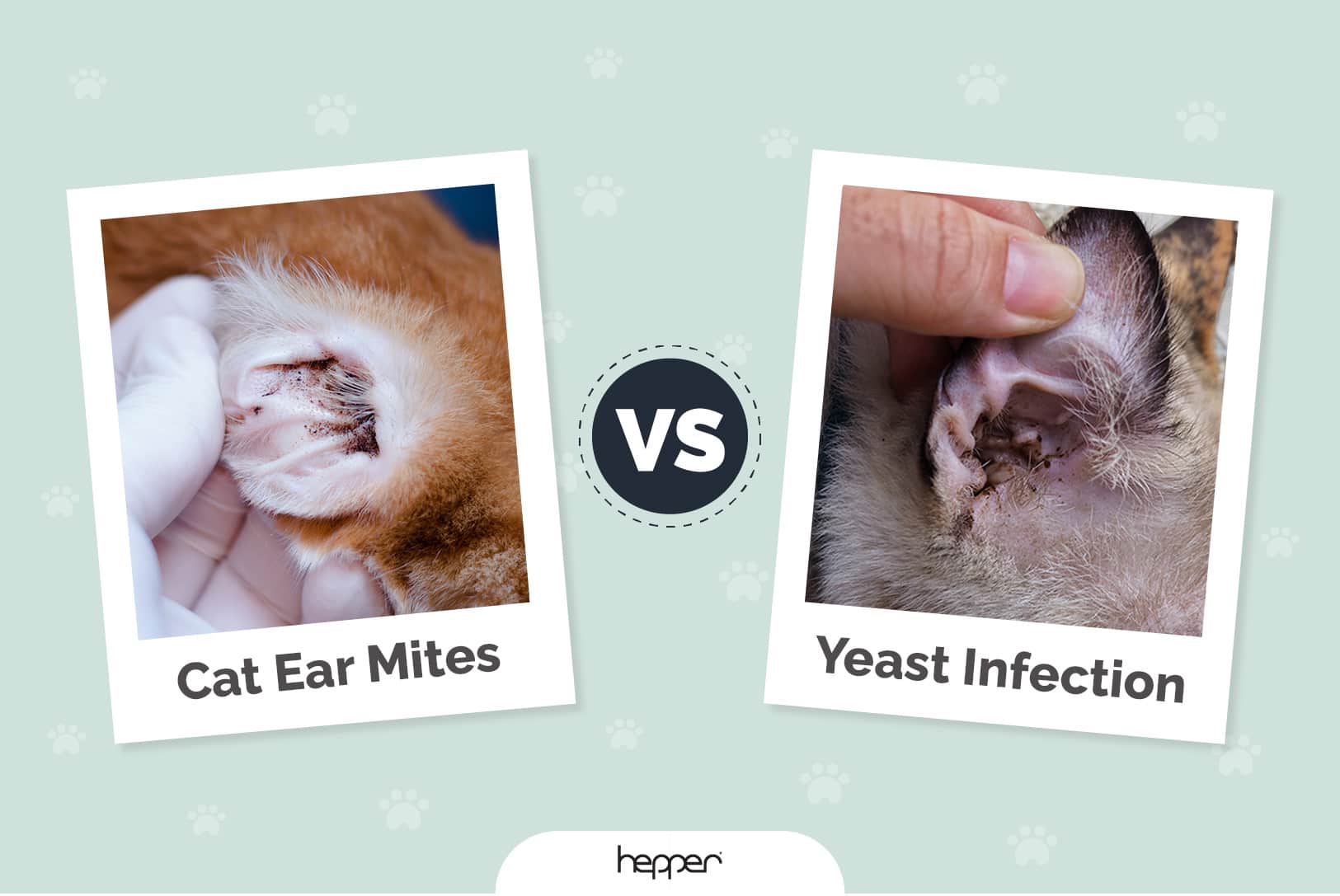 Cat Ear Mites vs Yeast Infection: Visual Differences (Vet-Approved)