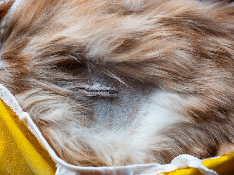 My Cat's Spay Incision Is Slightly Open: Is It Normal? Vet-Approved Facts