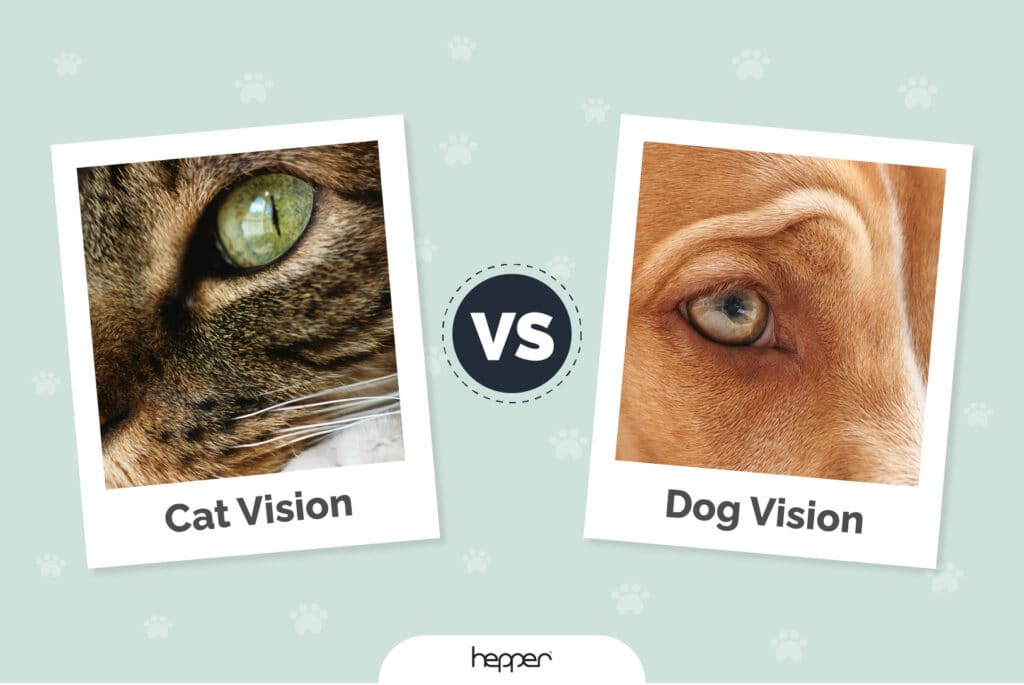 Cat Vision vs Dog Vision: Who Has the Better Eyesight? (Vet-Reviewed)