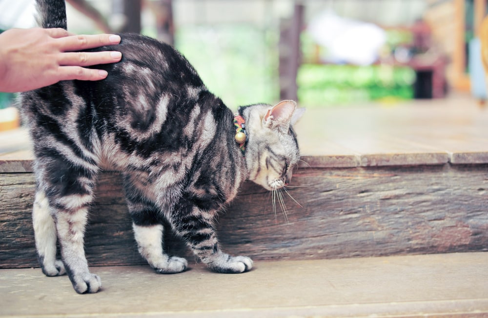 Why Do Cats Like Being Slapped on the Bottom? 7 Likely reasons