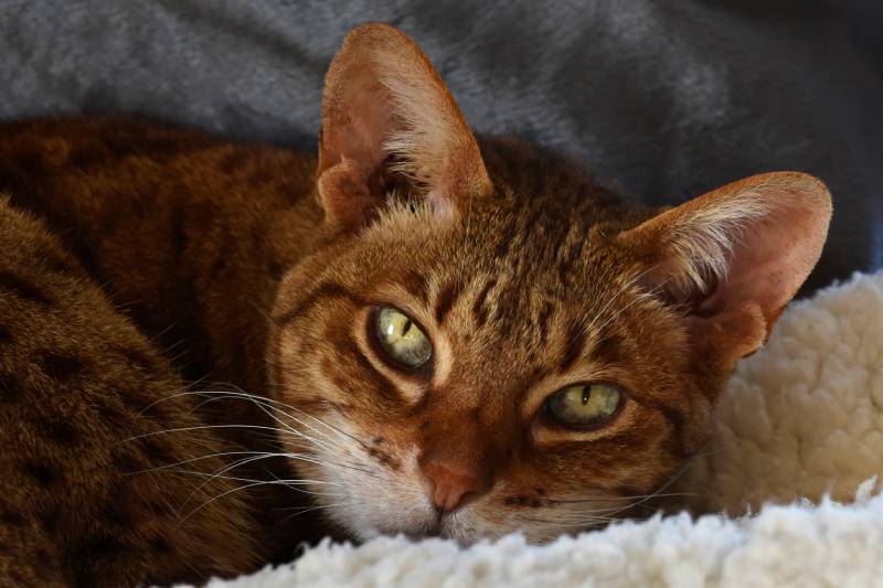 Chocolate Spot Ocicat Female Cat Awakened From Nap