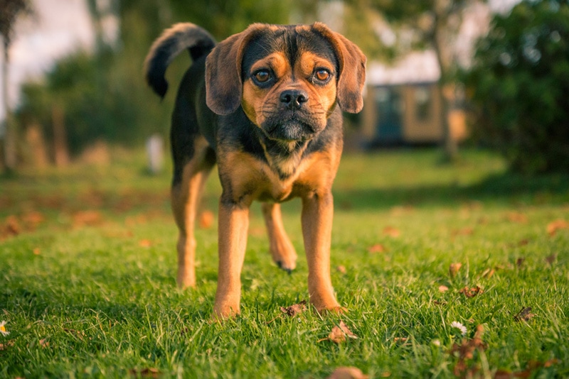 Pocket Puggle: Pictures, Facts & History