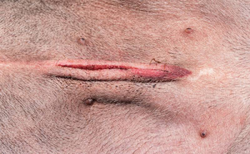 My Dog’s Spay Incision Broke Open: Causes & Vet-Approved Care Tips