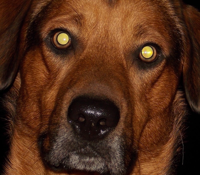 Why Do Dogs’ Eyes Glow? Canine Ocular Anatomy & Physiology Explained