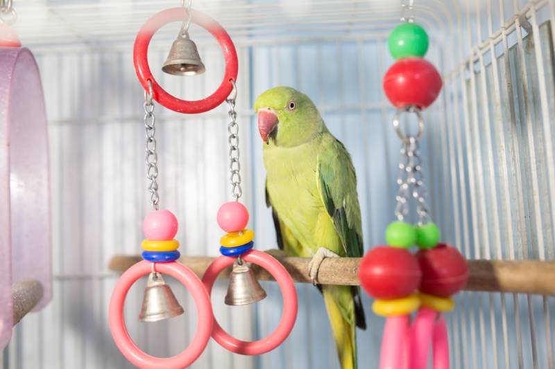 Are Parakeets Loud? Vet-Approved Sounds & Care Tips