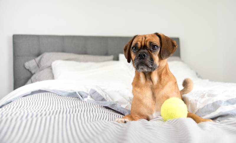 Dark Fawn Puggle Dog Laying on Owners Bed with toy