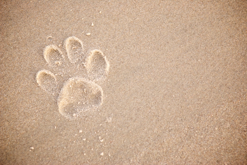 How to Get Your Dog's Paw Print Without Paint: 2 Vet Approved Alternatives