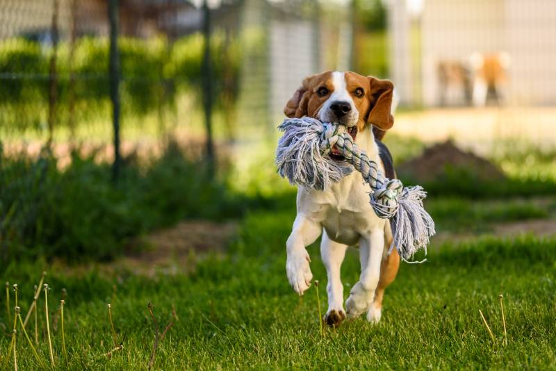 Dog run beagle jumping fun in the garden summer sun with a toy